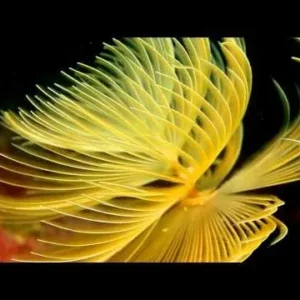 Spirografo Sabellastarte sp. yellow - giallo