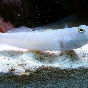 Valenciennea sexguttata - Ghiozzo bianco 6 macchie - setaccia la sabbia