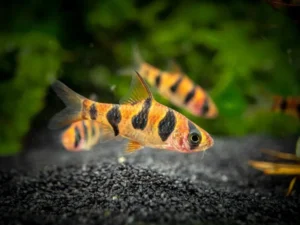Barbus Rhomboocellatus - Snakeskin Barb - Desmopuntius - 4 cm
