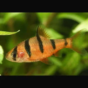 Barbus Pentazona - Desmopuntius pentazona - 4 cm