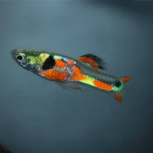 Coppia di POECILIA WINGEI DOUBLE RED STRIPE / RED CHEST, endler puri