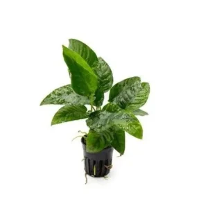 Anubias Barteri Striped, pianta facile a foglia larga