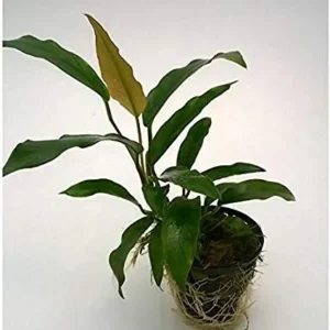 Anubias Minima, pianta facile a foglia larga