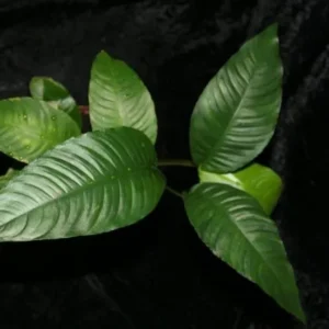 Anubias Short & Sharp, pianta facile a foglia larga
