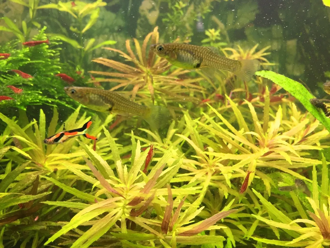 Coppia di POECILIA WINGEI BLACK BAR, endler puri