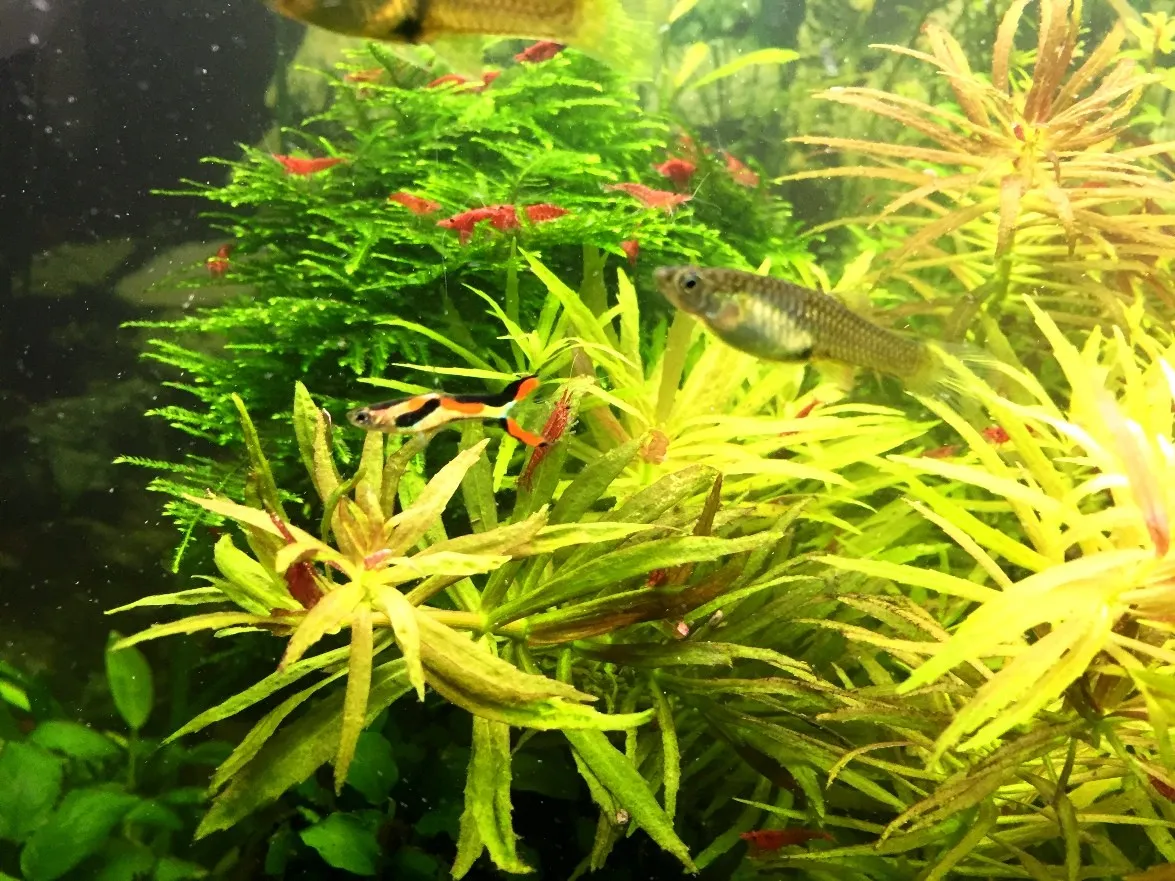 Coppia di POECILIA WINGEI BLACK BAR, endler puri