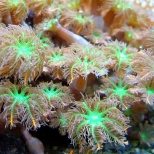 Anthelia green - verde - Corallo molle facile - frag 5 cm