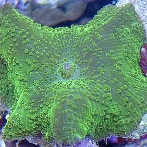 Discosoma Green Mushroom - verde - Corallo molle facile - 1 disco su frag