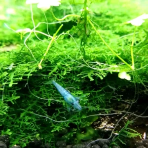 NEOCARIDINA DAVIDI BLUE JELLY 1-2 cm - gamberetto per acquario d'acqua dolce