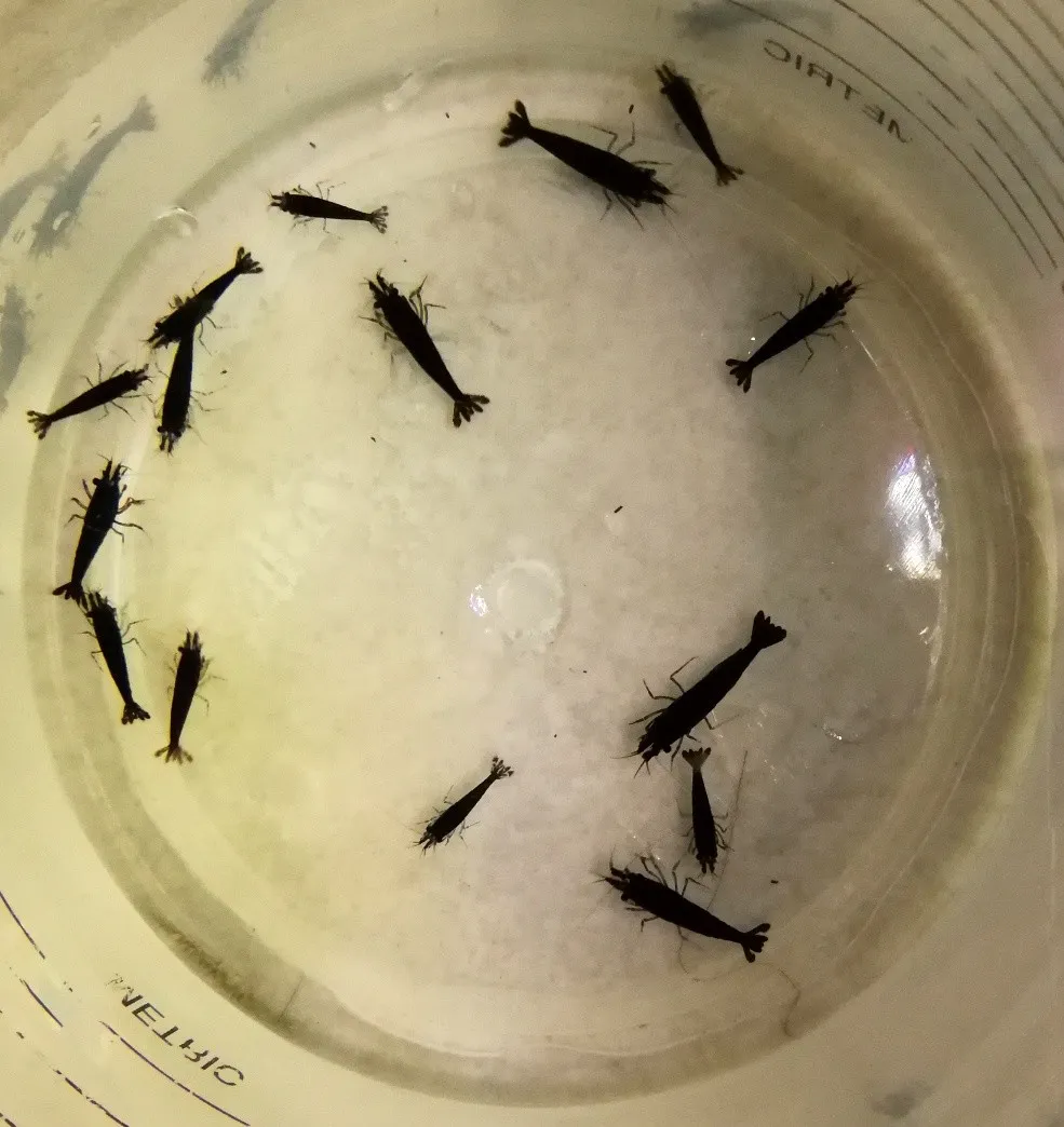 NEOCARIDINA DAVIDI BLACK SAKURA 1-2 cm - gamberetto per acquario d'acqua dolce