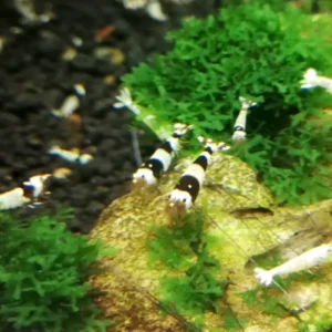 Caridina Cantonensis Black Crystal 1-2 cm con genetica Taiwan Bee