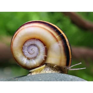 Lumaca Marisa Rotula 2 - 6 cm - Marisa Cornuarietis