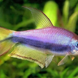 Nematobrycon Palmeri 2.5 cm - Purple Emperor tetra