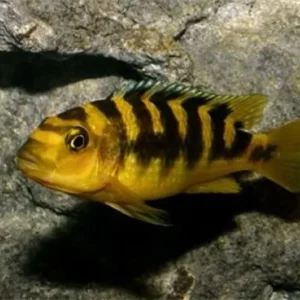 Pseudotropheus Crabro 4-6 cm - Bumblebee - Ciclidi Africani lago Malawi