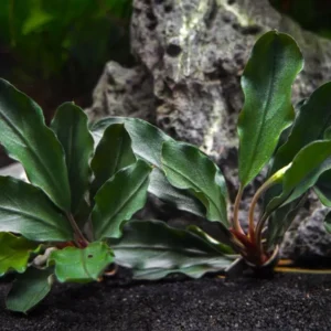 Bucephalandra Alamanda vi Blue - pianta rara epifita da primo piano