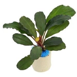 Bucephalandra Aragon - pianta rara epifita da primo piano