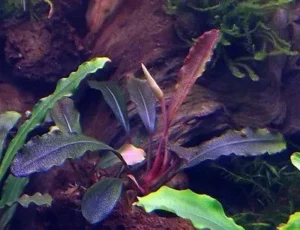 Bucephalandra Brownie Ghost - pianta rara epifita da primo piano