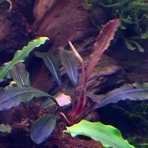 Bucephalandra Brownie Ghost - pianta rara epifita da primo piano
