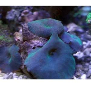 Discosoma Green-Blue Mushroom - verde-blu - Corallo molle facile - 1 disco su frag