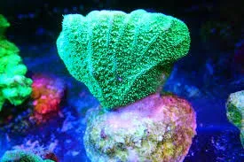 Pavona Decussata green - Coralo duro SPS verde - frag 3-5 cm