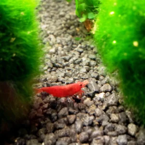 Neocaridina Davidi Sakura Red 1-2 cm - gamberetto d'acqua dolce