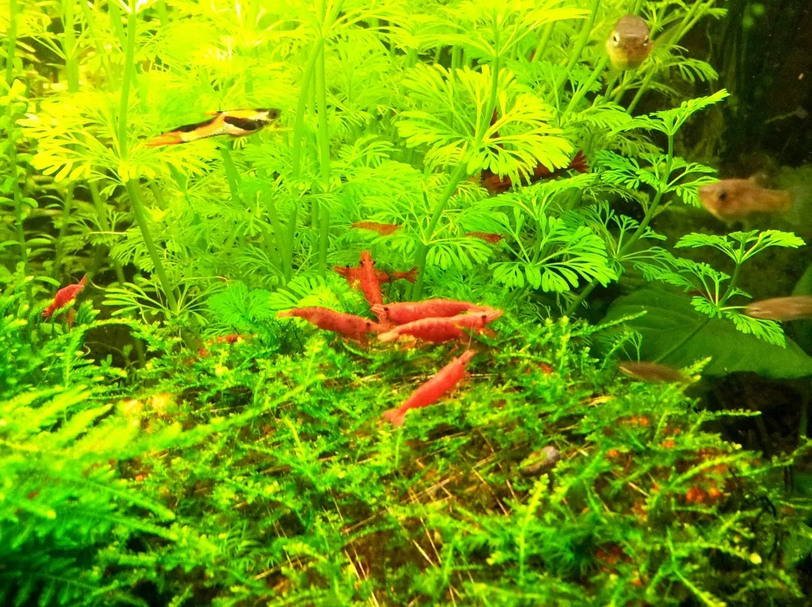 Neocaridina Davidi Sakura Red 1-2 cm - gamberetto d'acqua dolce