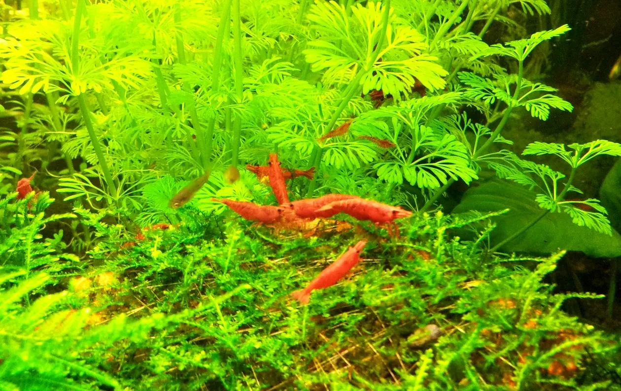 Neocaridina Davidi Sakura Red 1-2 cm - gamberetto d'acqua dolce