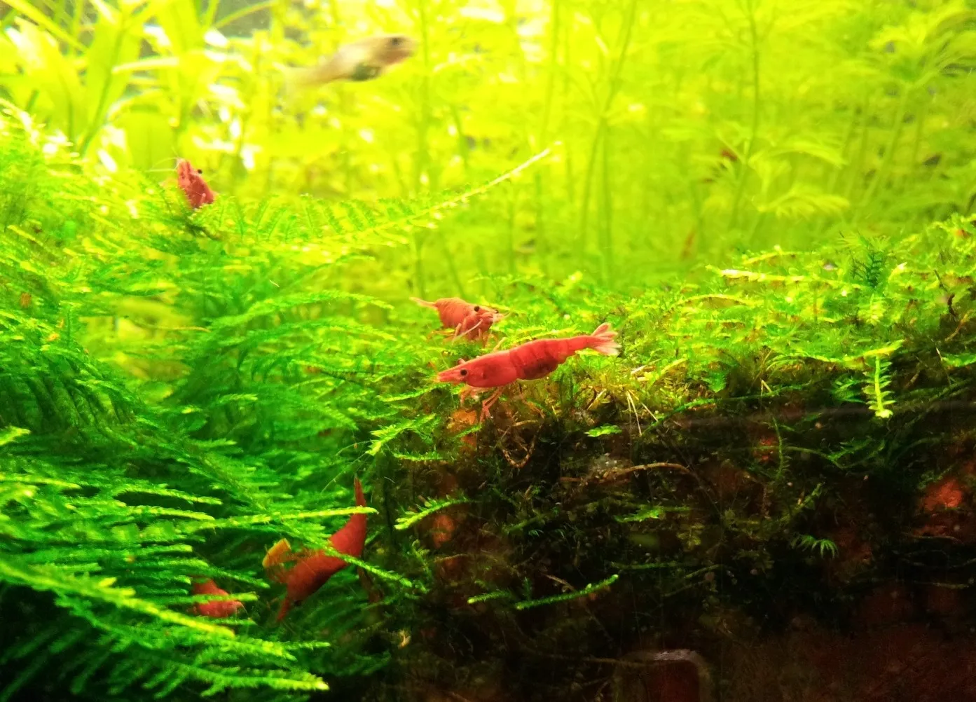 Neocaridina Davidi Sakura Red 1-2 cm - gamberetto d'acqua dolce