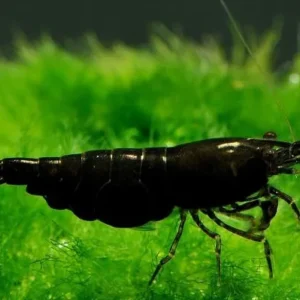 NEOCARIDINA DAVIDI BLACK SAKURA 1-2 cm - gamberetto per acquario d'acqua dolce