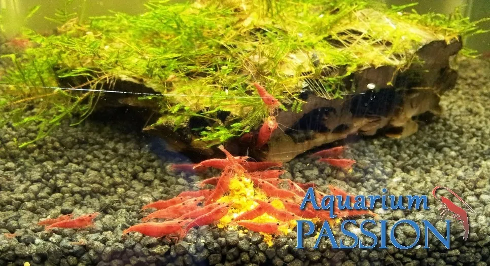 Neocaridina Davidi Sakura Red 1-2 cm - gamberetto d'acqua dolce