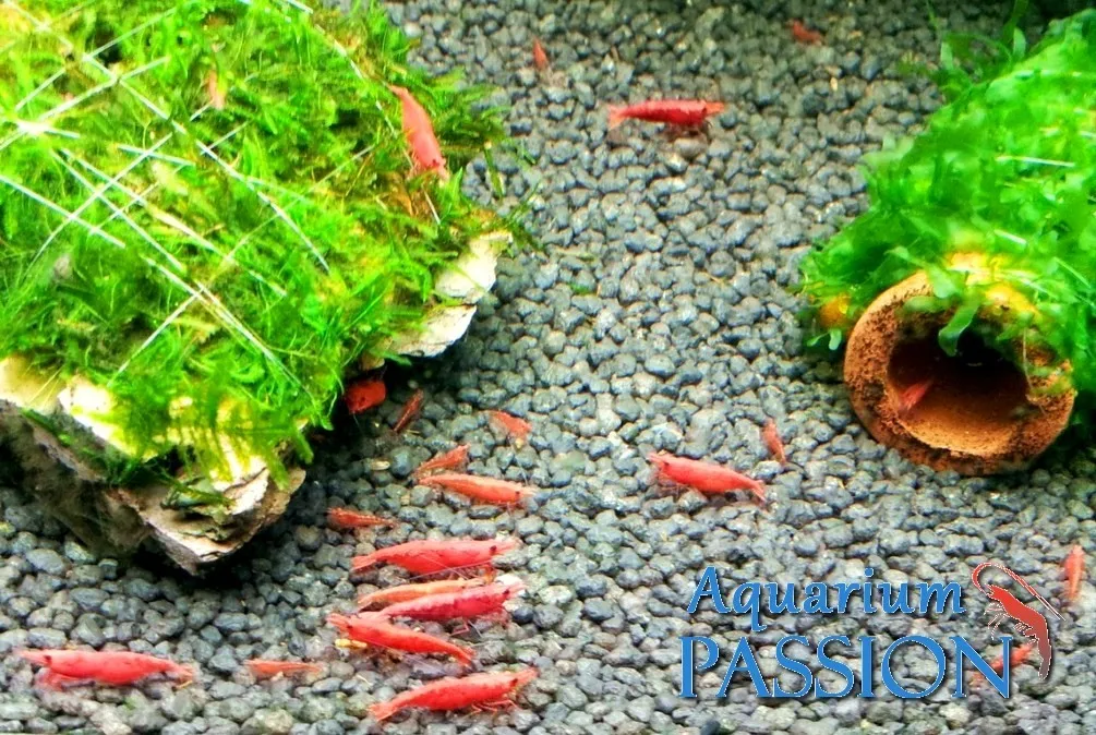 Neocaridina Davidi Sakura Red 1-2 cm - gamberetto d'acqua dolce