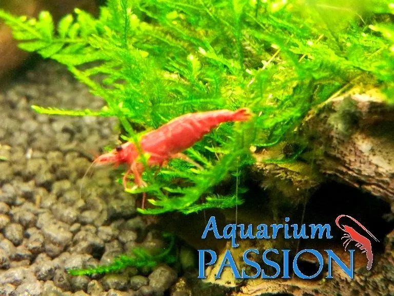 Neocaridina Davidi Sakura Red 1-2 cm - gamberetto d'acqua dolce