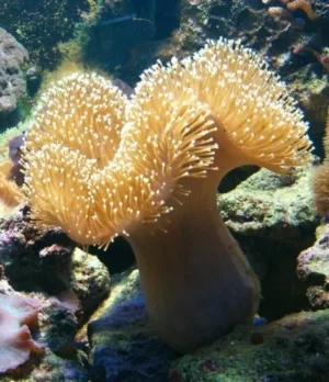 Sarcophyton Elegans punte bianche - Corallo molle facile - 6-8 cm su frag