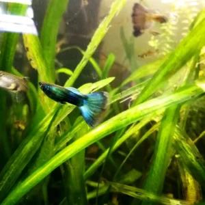 Coppia di GUPPY SELEZIONATI BLUE MOSCOW ampie code, show