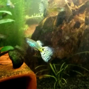 Coppia di GUPPY SELEZIONATI KING COBRA YELLOW SNAKESKIN ampie code, show