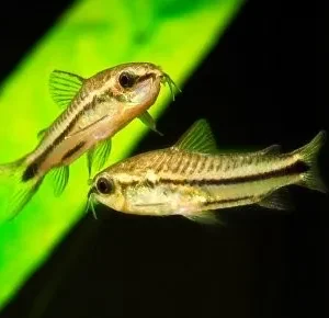 Corydoras Pygmaeus 1,5 cm, pesce da fondo - nanofish - Pigmeo Cory