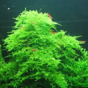 MUSCHIO CHRISTMAS MOSS (VESICULARIA MONTAGNEI)