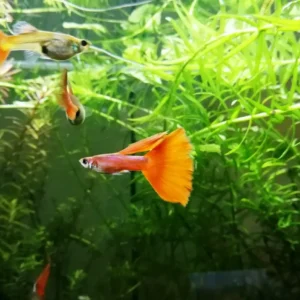 Coppia di GUPPY SELEZIONATI FULL RED ampie code, show