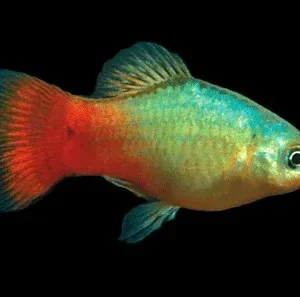 Platy Blue-red coral, xiphophorus maculatus 3-4 cm