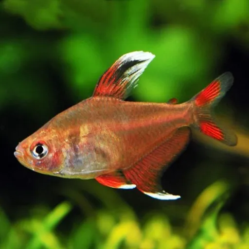Hyphessobrycon Bentosi-ornatus-robertsi 2.5 cm - Ornate Tetra