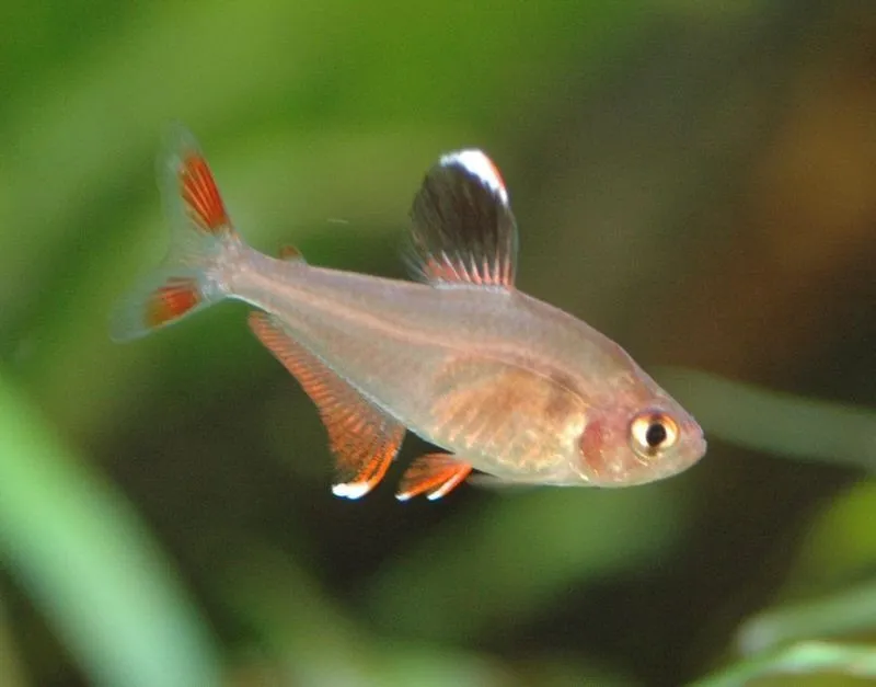 Hyphessobrycon Bentosi-ornatus-robertsi 2.5 cm - Ornate Tetra