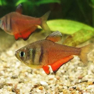 Hyphessobrycon Flammeus  2.5 cm - Flame Tetra