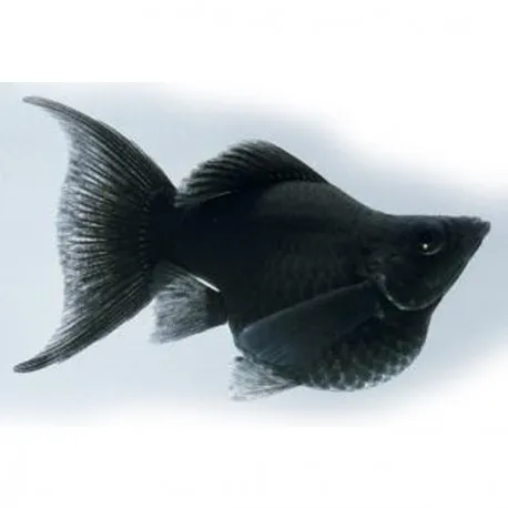 Poecilia Latipinna Black Molly Balloon coda a lira 3,5 cm
