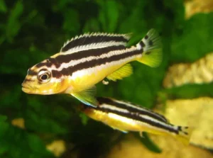 Melanochromis Auratus - Golden Mbuna 4-6 cm - Ciclidi Africani lago Malawi