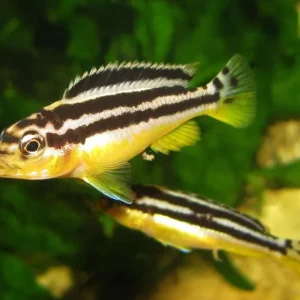 Melanochromis Auratus - Golden Mbuna 4-6 cm - Ciclidi Africani lago Malawi