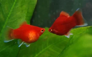 Platy Corallo, xiphophorus maculatus red coral 1 - 3 cm