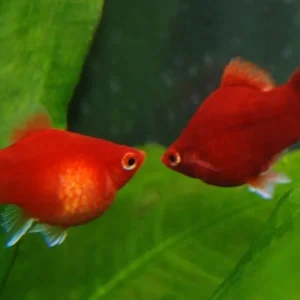 Platy Corallo, xiphophorus maculatus red coral 1 - 3 cm