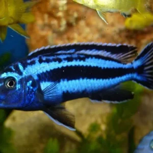 Melanochromis Maingano - Blue Mbuna 4-6 cm - Ciclidi Africani lago Malawi