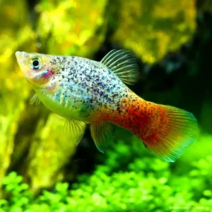 Platy Blue-Red Calico, xiphophorus maculatus 3 cm