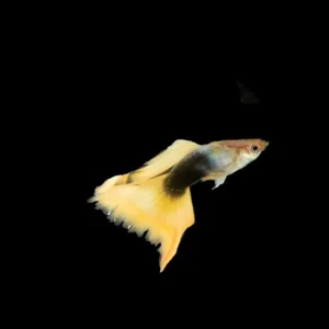 Guppy maschio Half/Black yellow delta, Poecilia reticulata male 3,5 cm